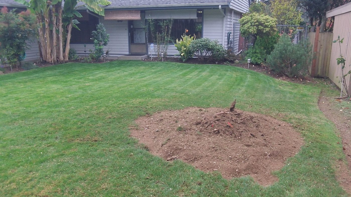 The same front lawn after grinding, with a wide circle of soil and chips where the stump was and mown grass all around it.