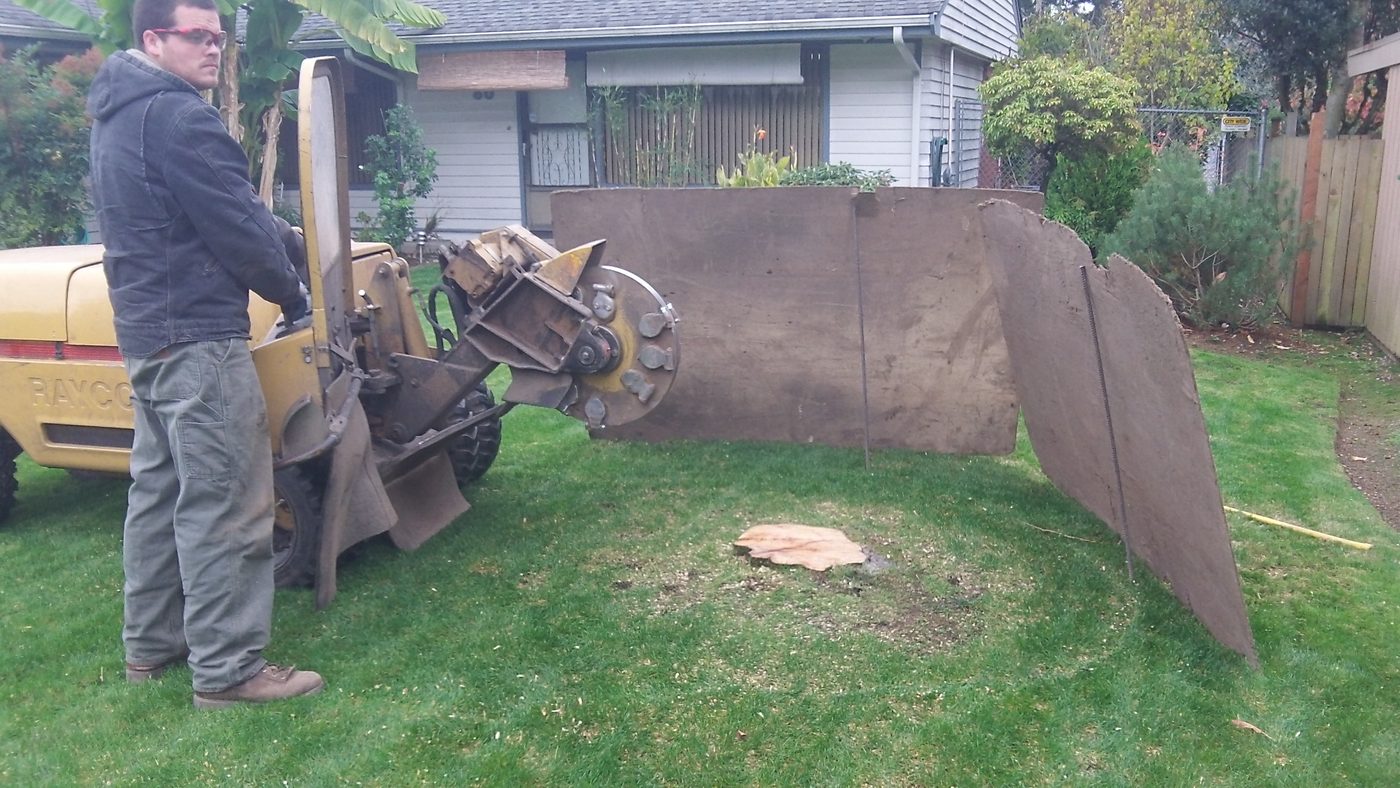Operator running a self-propelled stump grinder in a front yard with brown shield panels standing around the cut to catch flying chips.